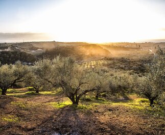 Peloponnes Bio Olivenspezialitäten