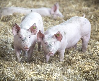 Voralpen Strohschwein Wurst- und Fleischspezialitäten
